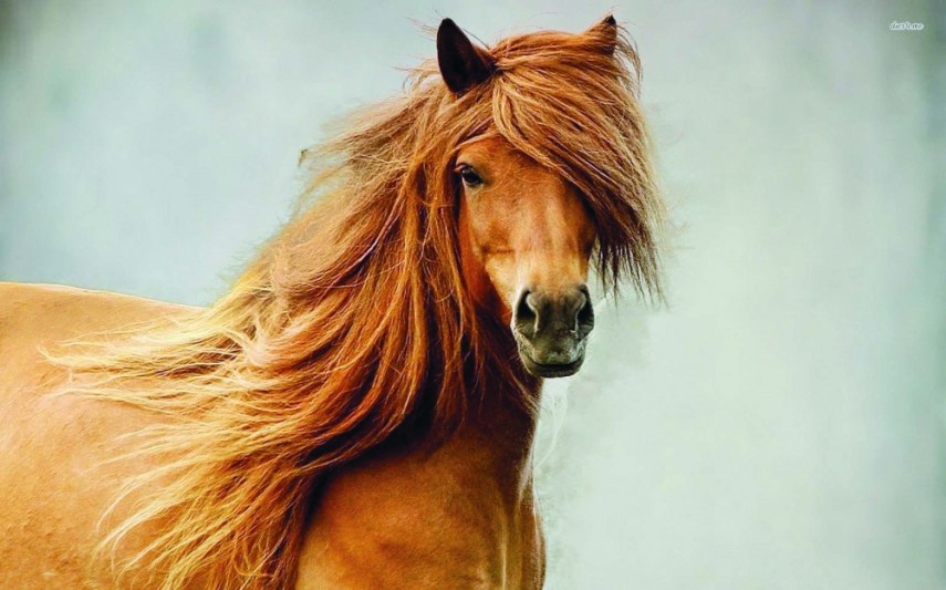 تعرّف على الأمراض التي تصيب عيون الخيول!