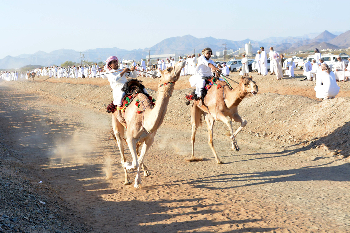 مهرجان للخيل والإبل بإبراء