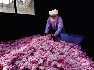 تقطير ماء الورد