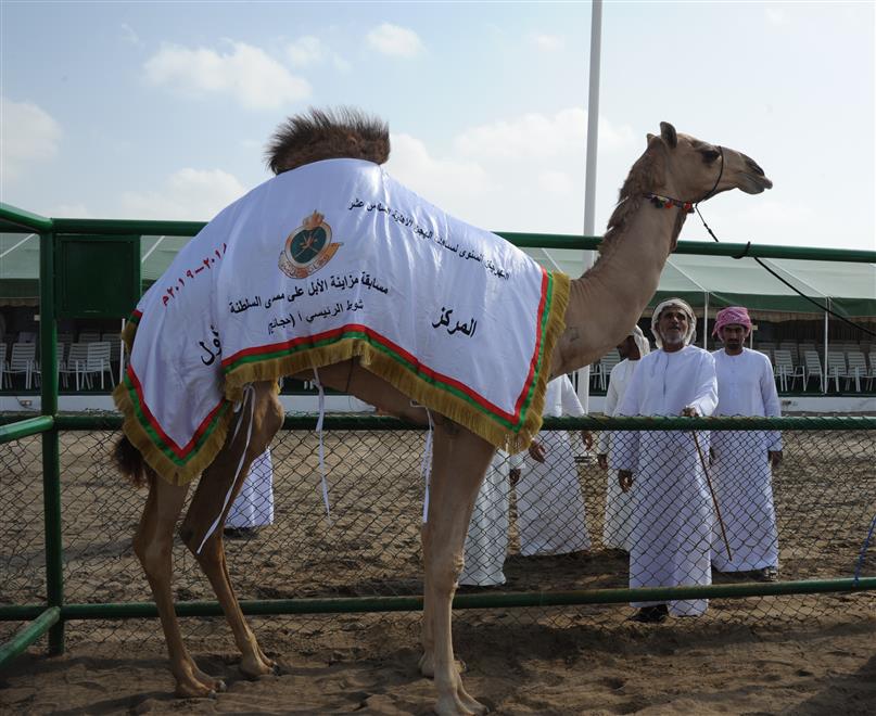 انطلاق مسابقة مزاينة الإبل على مستوى السلطنة بالفليج