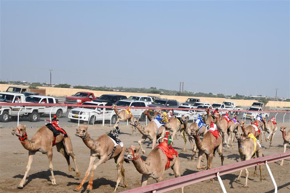انطلاق منافسات مهرجان الاتحاد العُماني لسباقات الهجن بالفليج بولاية بركاء