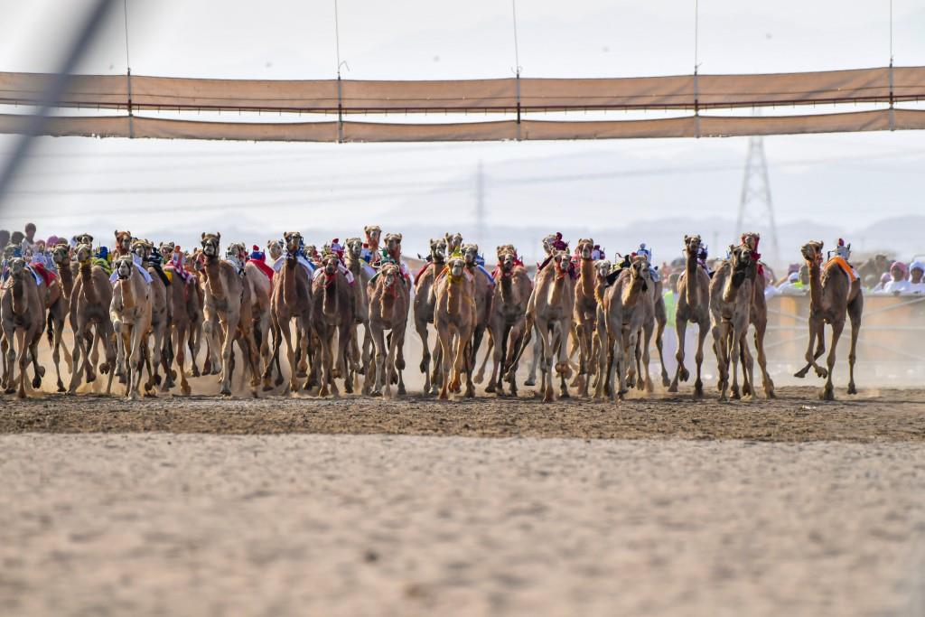 تواصل منافسات السباق الختامي على كأس جلالة السلطان المعظم للهجن