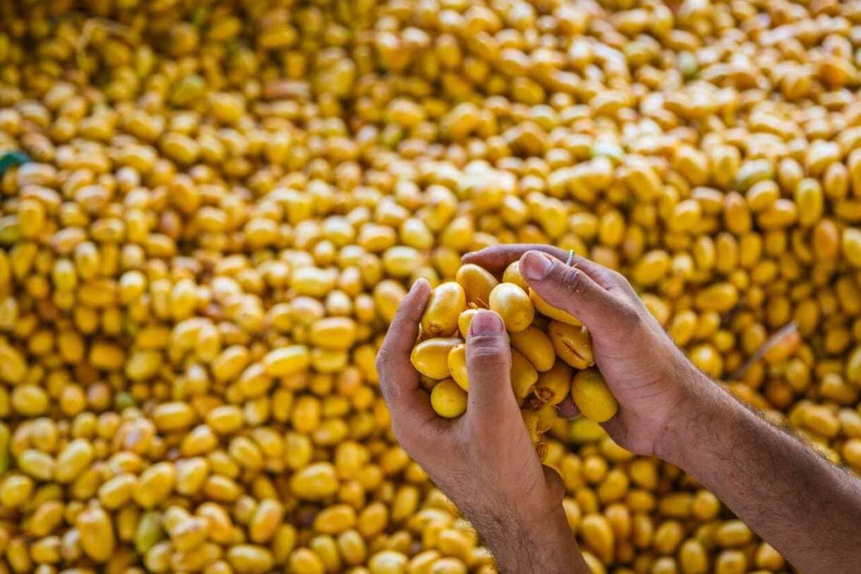 التبسيل "إحتفاء عماني بالنخلة"