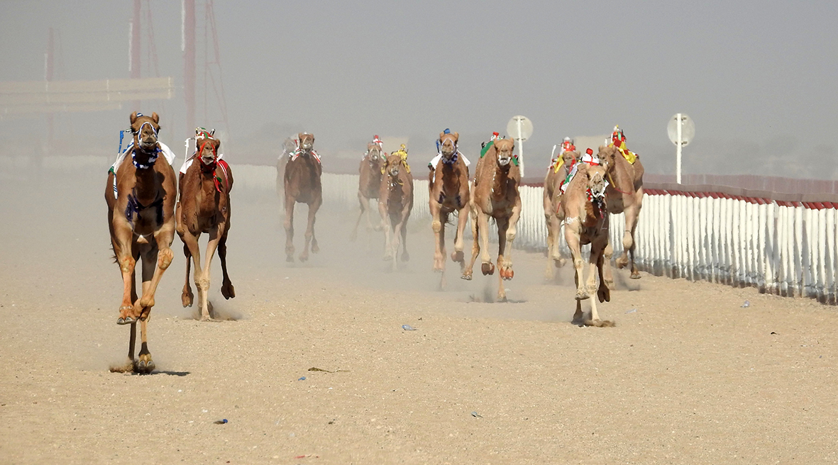 سباق الهجن العام بالمضيبي