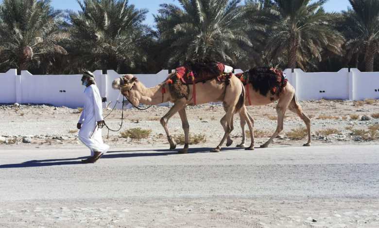 انطلاق رحلة العهد والولاء على ظهور الإبل من ولاية أدم