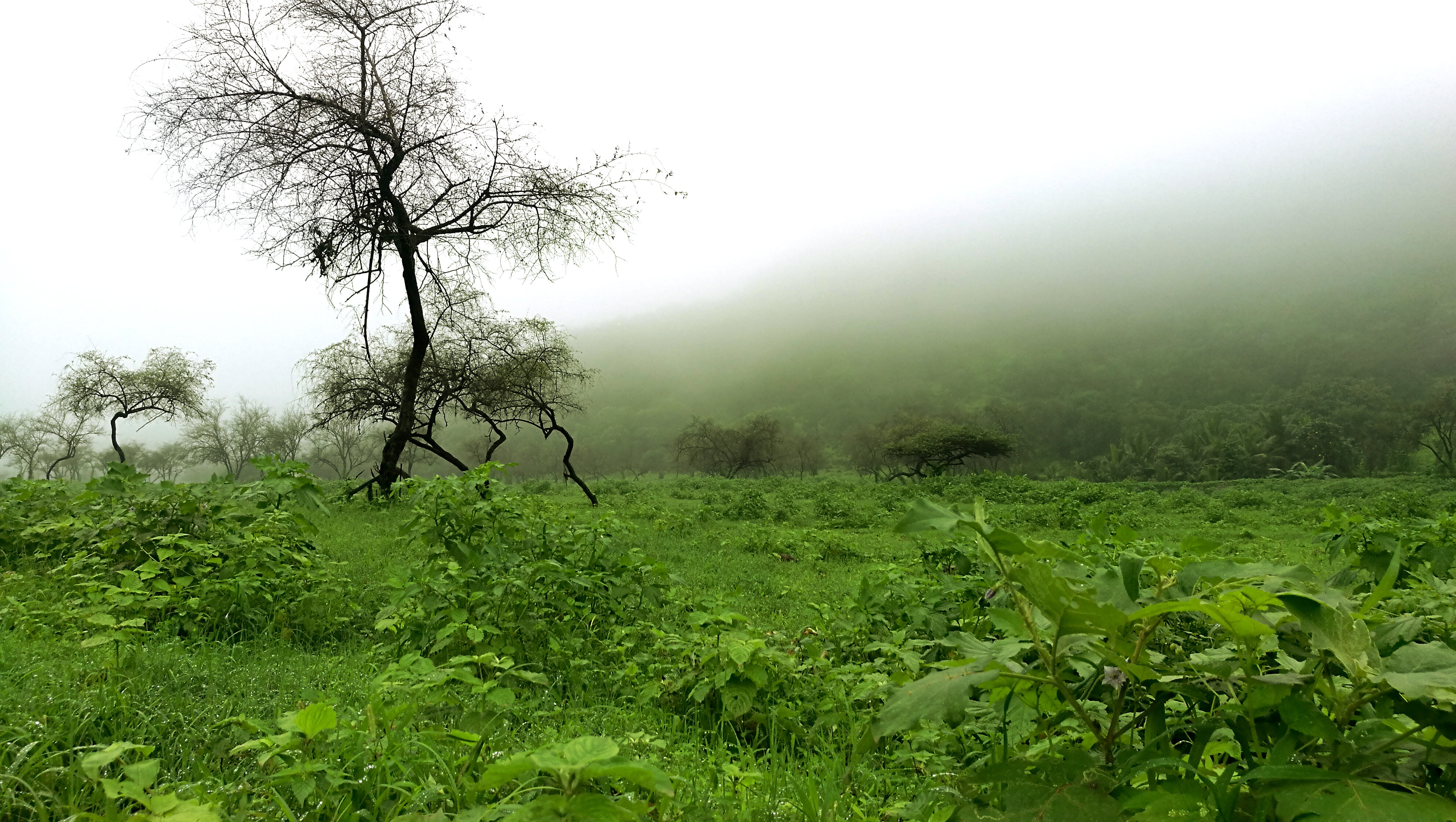 خريف صلالة 2017