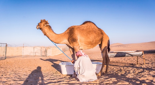 لبن الإبل خصائصه المناعية واستخداماته الطبية