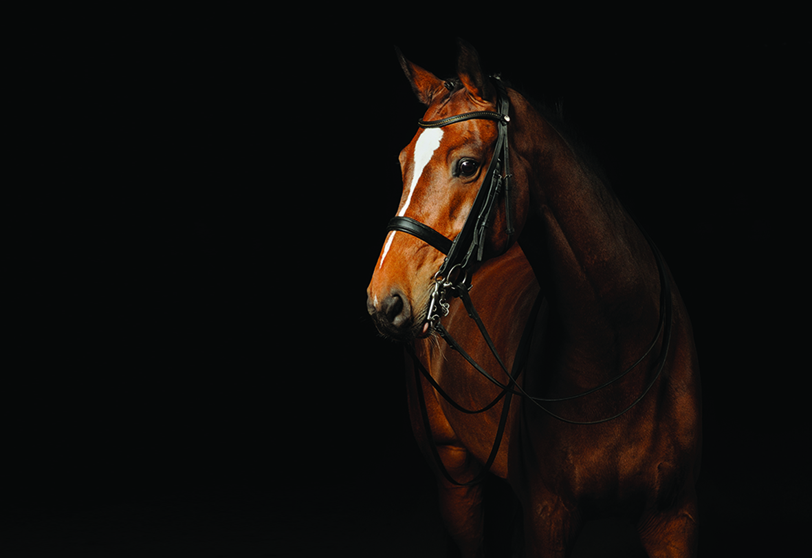 بيطار الخيل المناسب