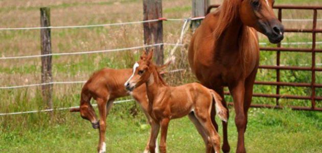 الخيل عند الحمل "مساعدة الخيول لإتمام حملها وتفادي الإجهاض"