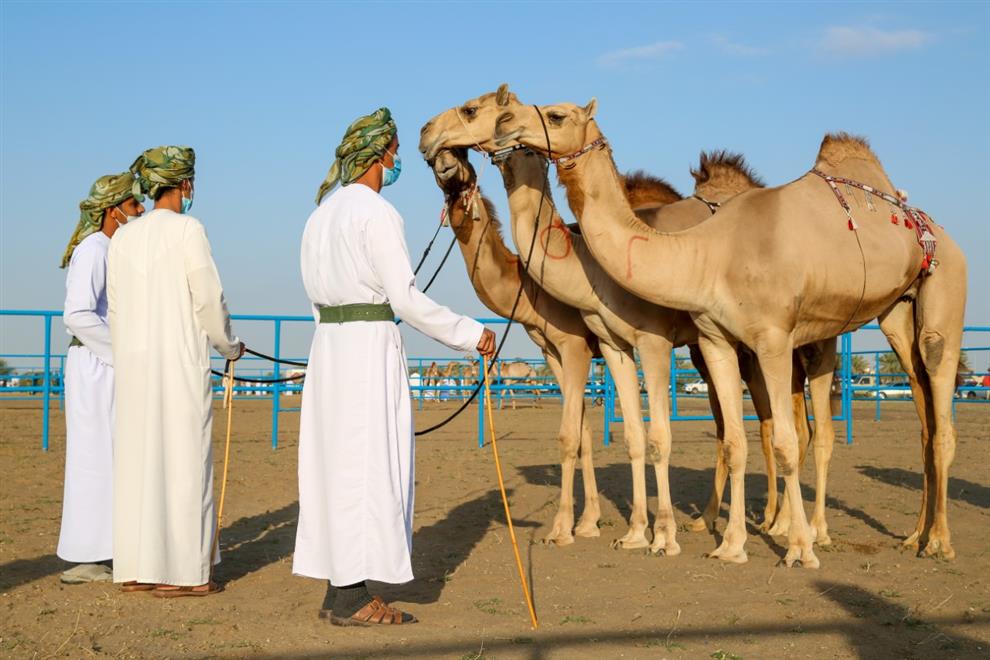 تواصل منافسات مسابقة المزاينة بولاية بركاء