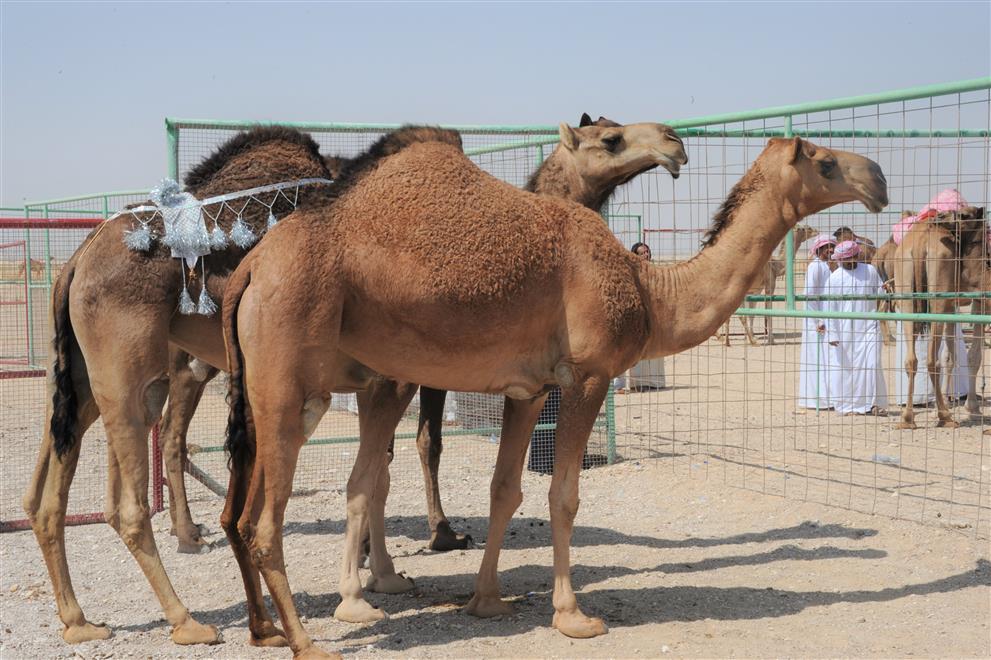 السبت المقبل.. انطلاق فعاليات الهجن بثمريت