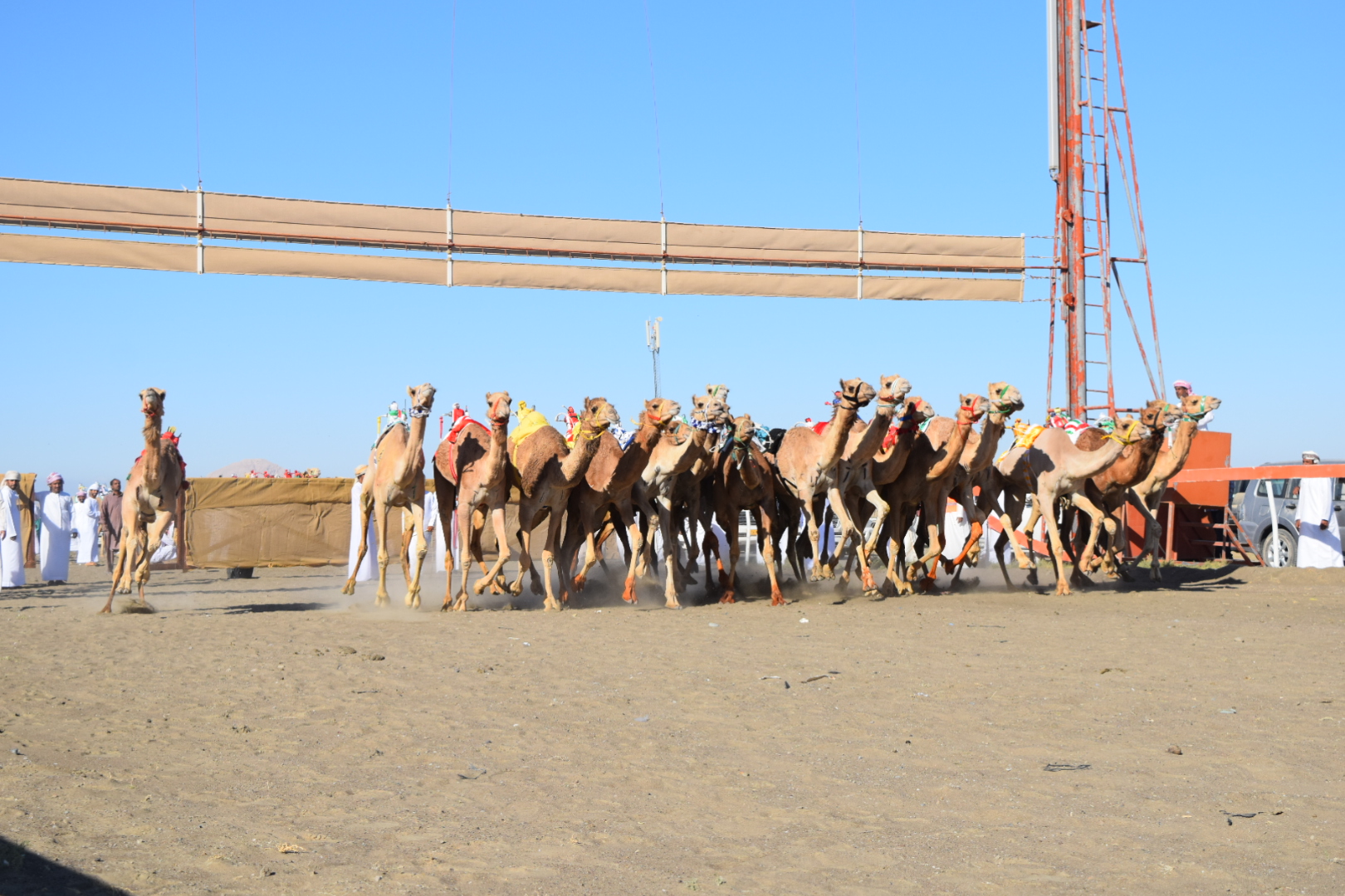 بتكليف سام .. معالي نصر الكندي يرعى ختام السباق السنوي للهجن بصحار