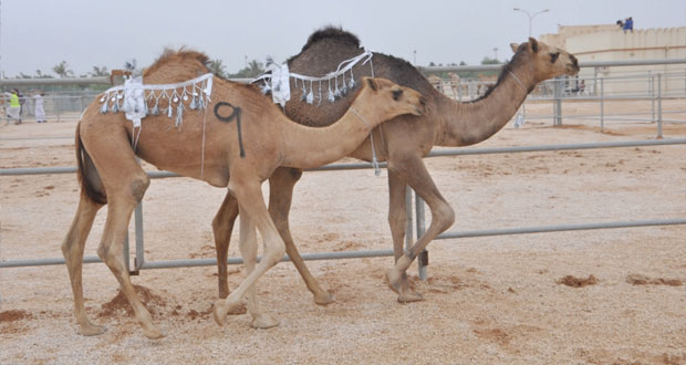تواصل فعاليات مهرجان ظفار السنوي الثاني والعشرين بولاية ثمريت