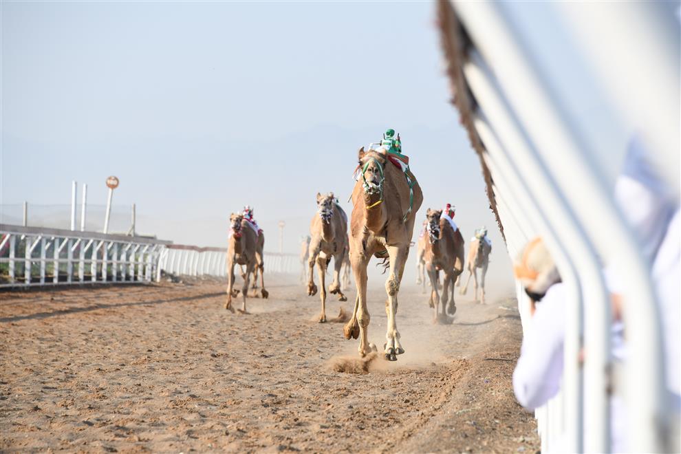 اختتام المحطة الخامسة من سباقات الهجن بولاية صحار