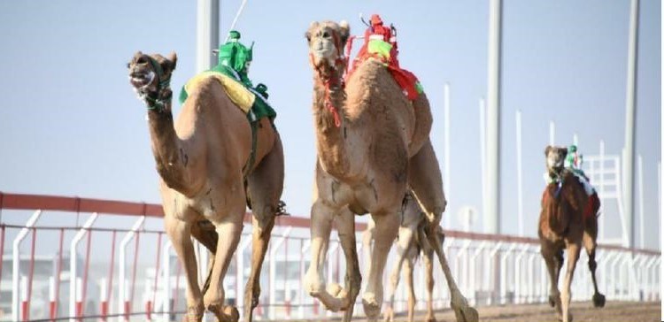 انطلاق أشواط المحطة السادسة من المهرجان السنوي لسباقات الهجن الأهلية على ميدان صحار