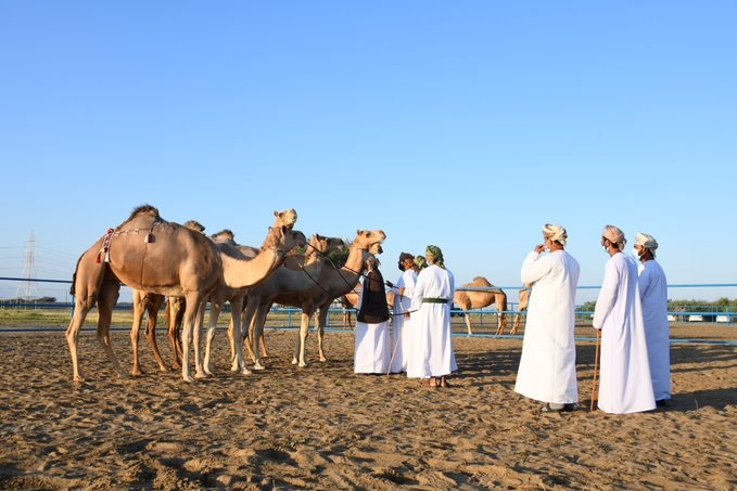 غدا.. انطلاق مسابقة المزاينة بالفليج بولاية بركاء