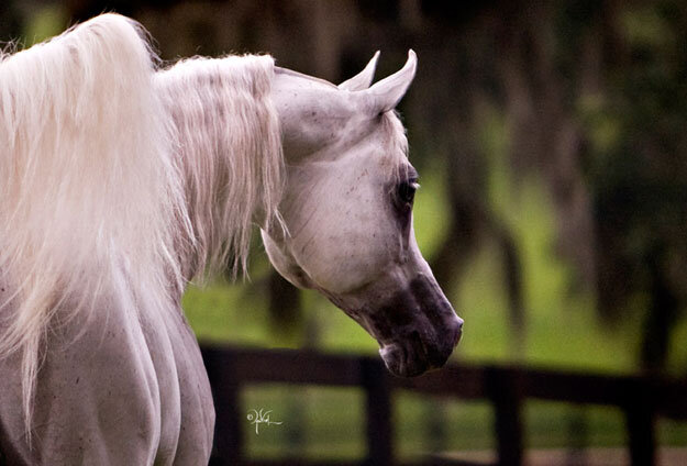 حكاية خيل: النبيلا بي