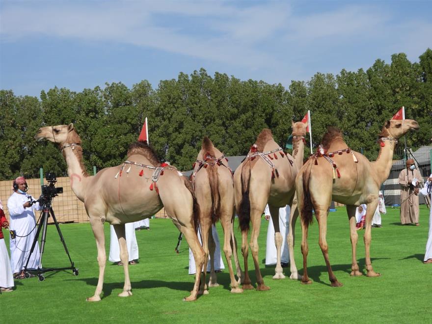 اختتام فعاليات مهرجان نيابة حمراء الدروع لمزاينة الإبل بولاية عبري