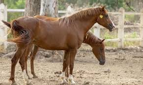 حجامة الخيول