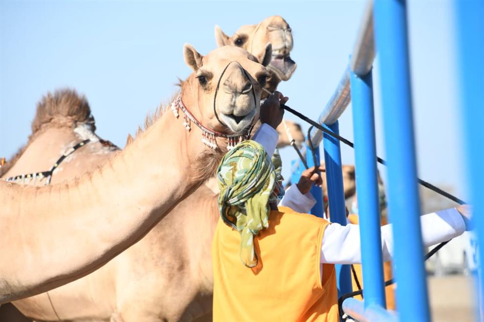 مسابقة مزاينة الإبل للهجانة السلطانية ببركاء / نتائج