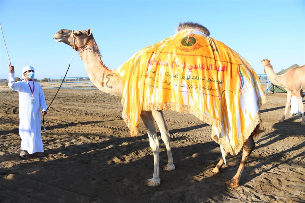 ختام منافسات مسابقة مزاينة الإبل على مستوى السلطنة في ولاية بركاء