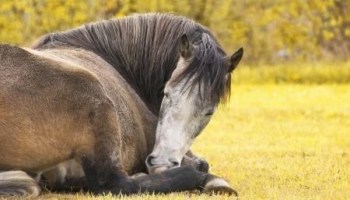 "الحمرة" أحد أسباب العرج عند الخيل