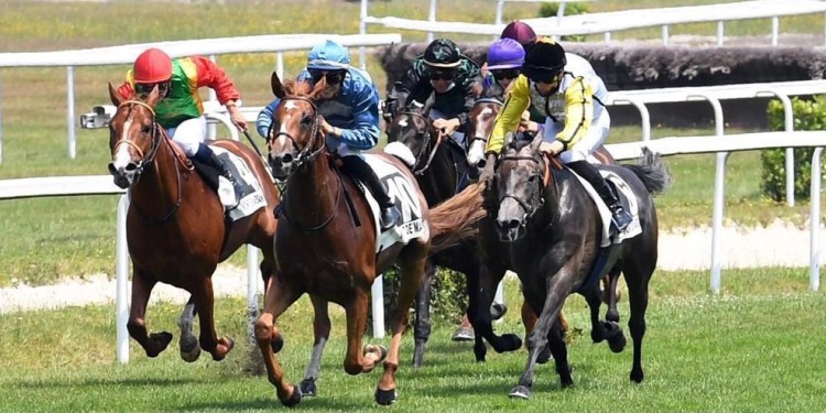 المهر "صفوا" للخيالة السلطانية يحل ثانيًا بفرنسا