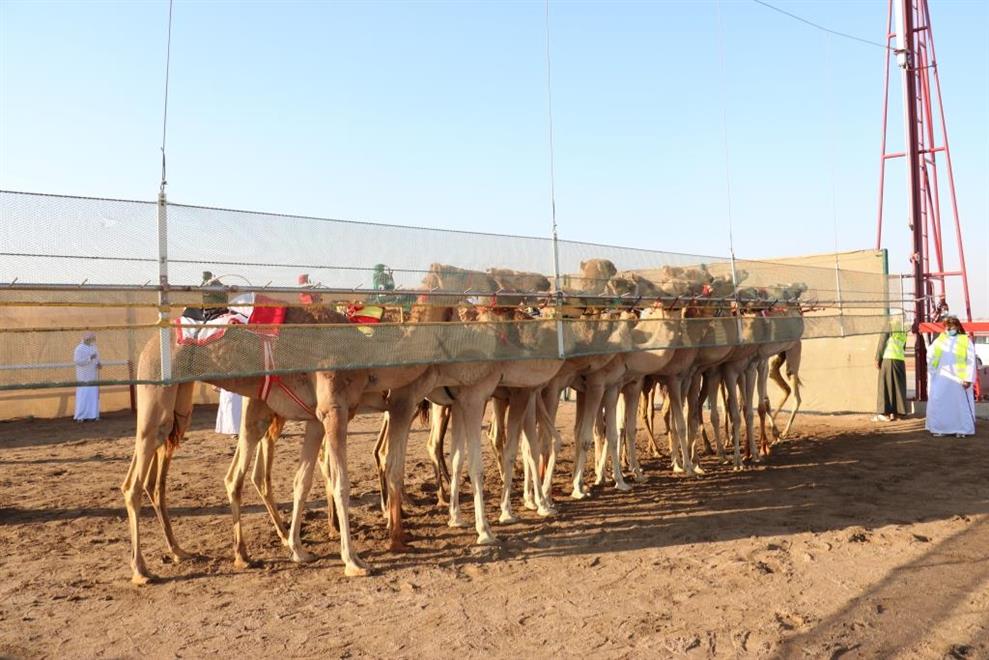 تواصل منافسات مهرجان البشائرالسنوي الرابع للهجن بأدم