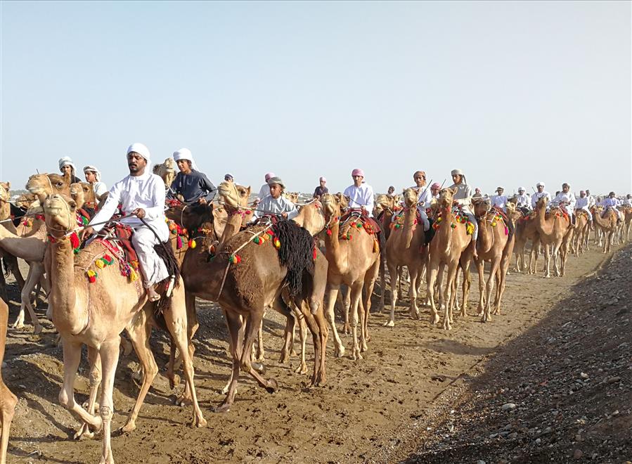 فعاليات ركض عرضة الهجن الأهلية بولاية صحم