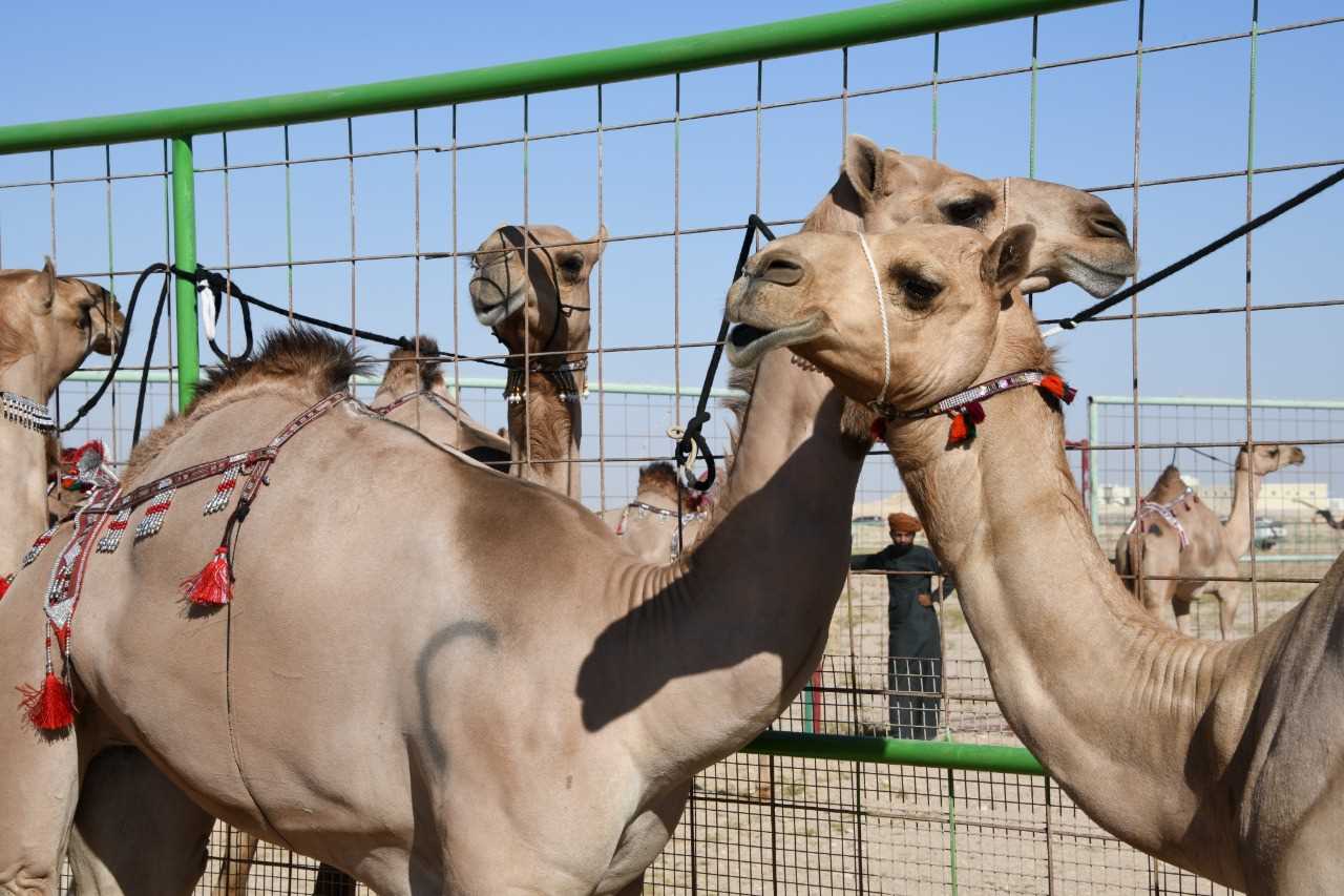 انطلاق مسابقة المزاينة بولاية ثمريت ضمن المهرجان السنوي لسباقات الهجن الأهلية