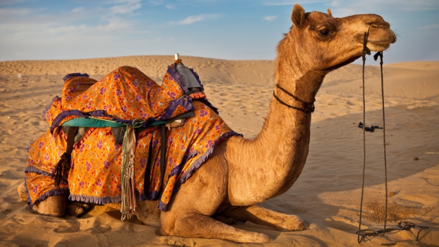 عجائب الإبل