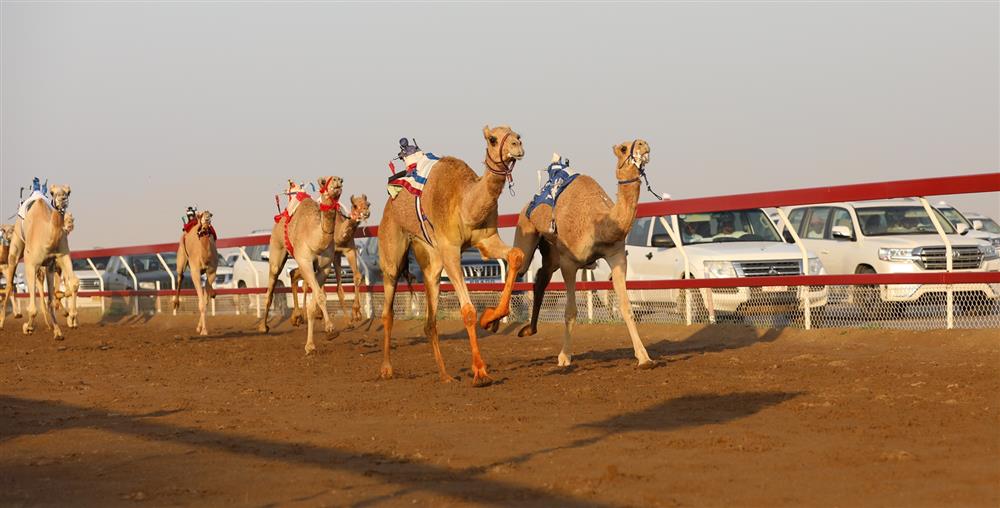 تواصل منافسات مهرجان الاتحاد العماني لسباقات الهجن بالفليج ببركاء