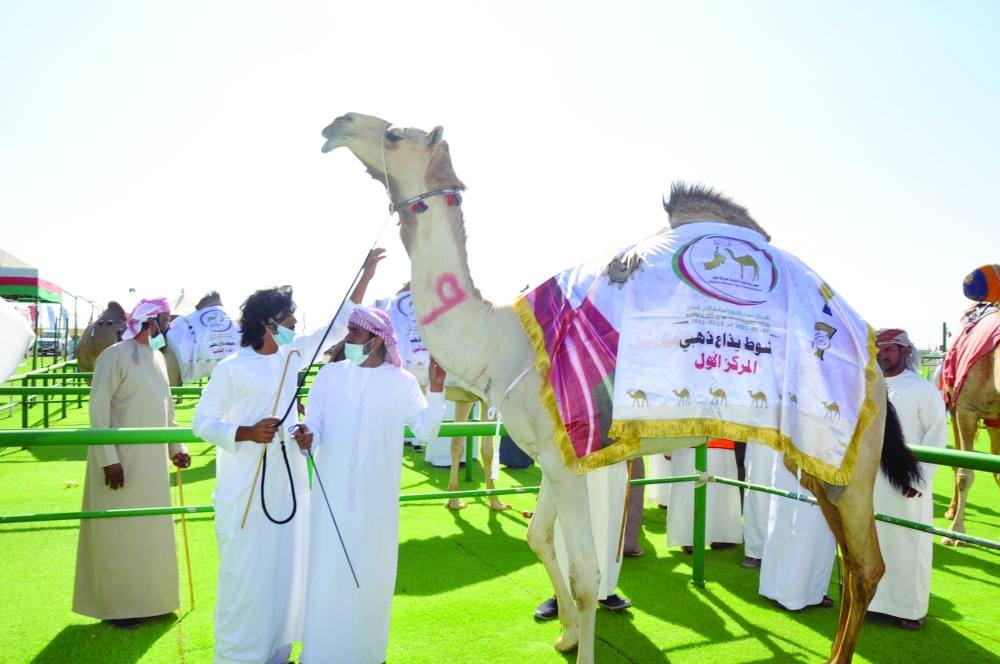 انطلاق فعاليات مهرجان حمراء الدروع للمزاينة السابع بمحافظة الظاهرة