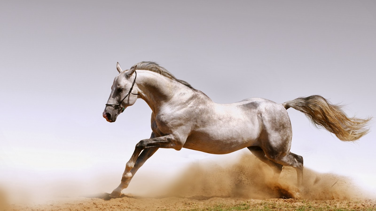 كيفية التعامل مع الأمهار المرفوضة