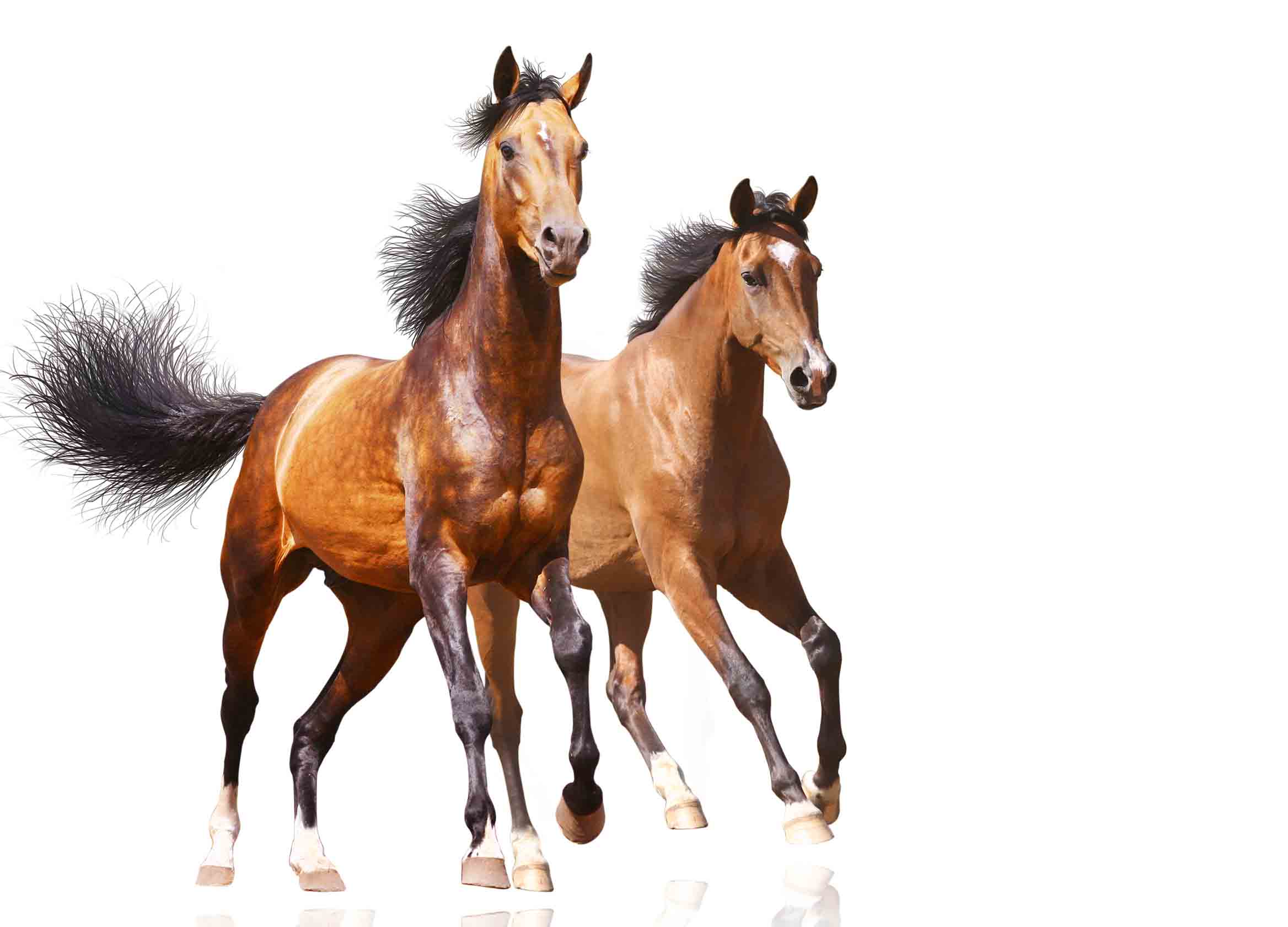 الخيل في احاديث النبي (صلى الله عليه وسلم )