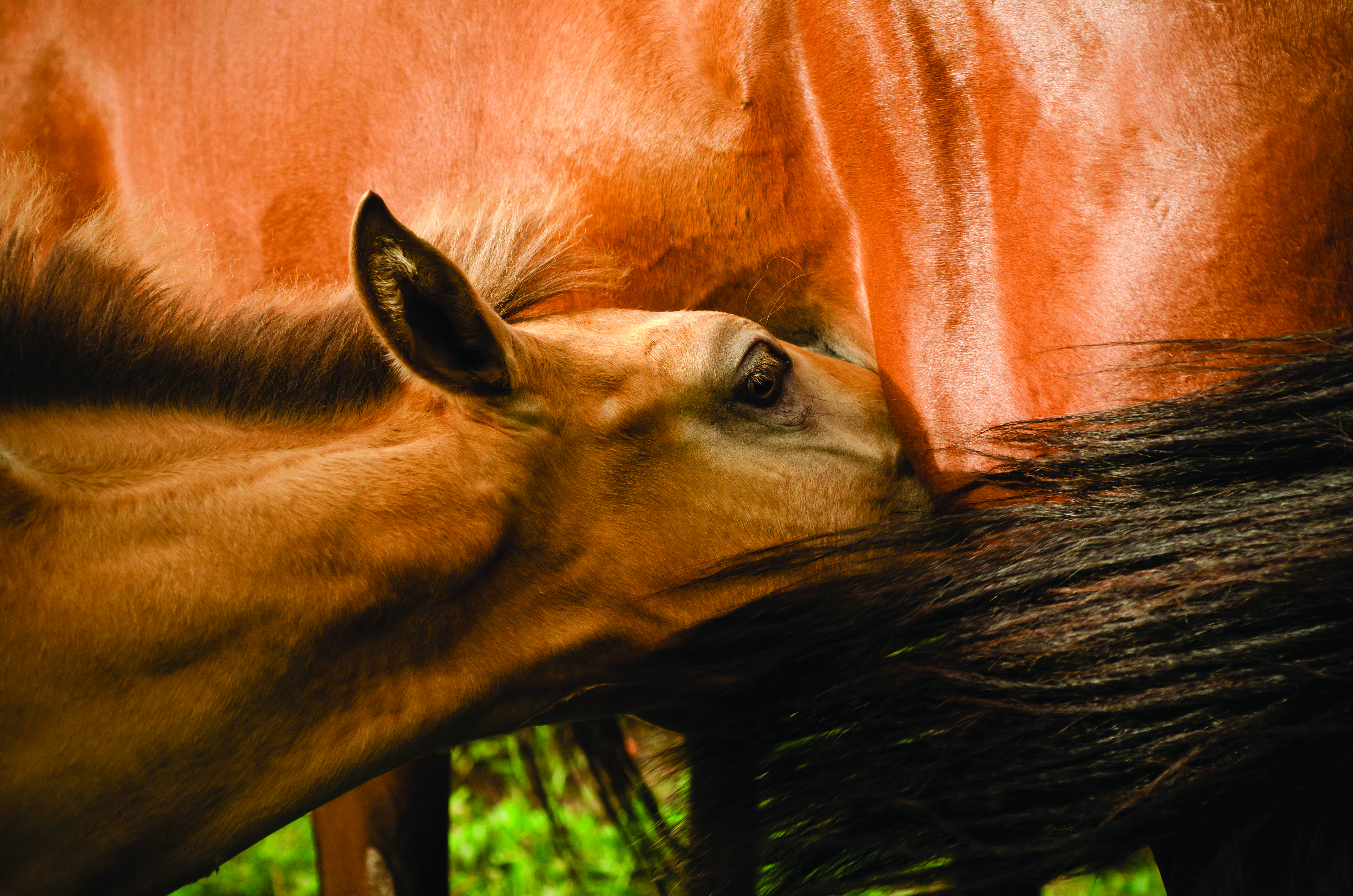 التمثيل الغذائي لدى الأمهار المولودة حديثًا يتطلب تنشيطًا هرمونيا!