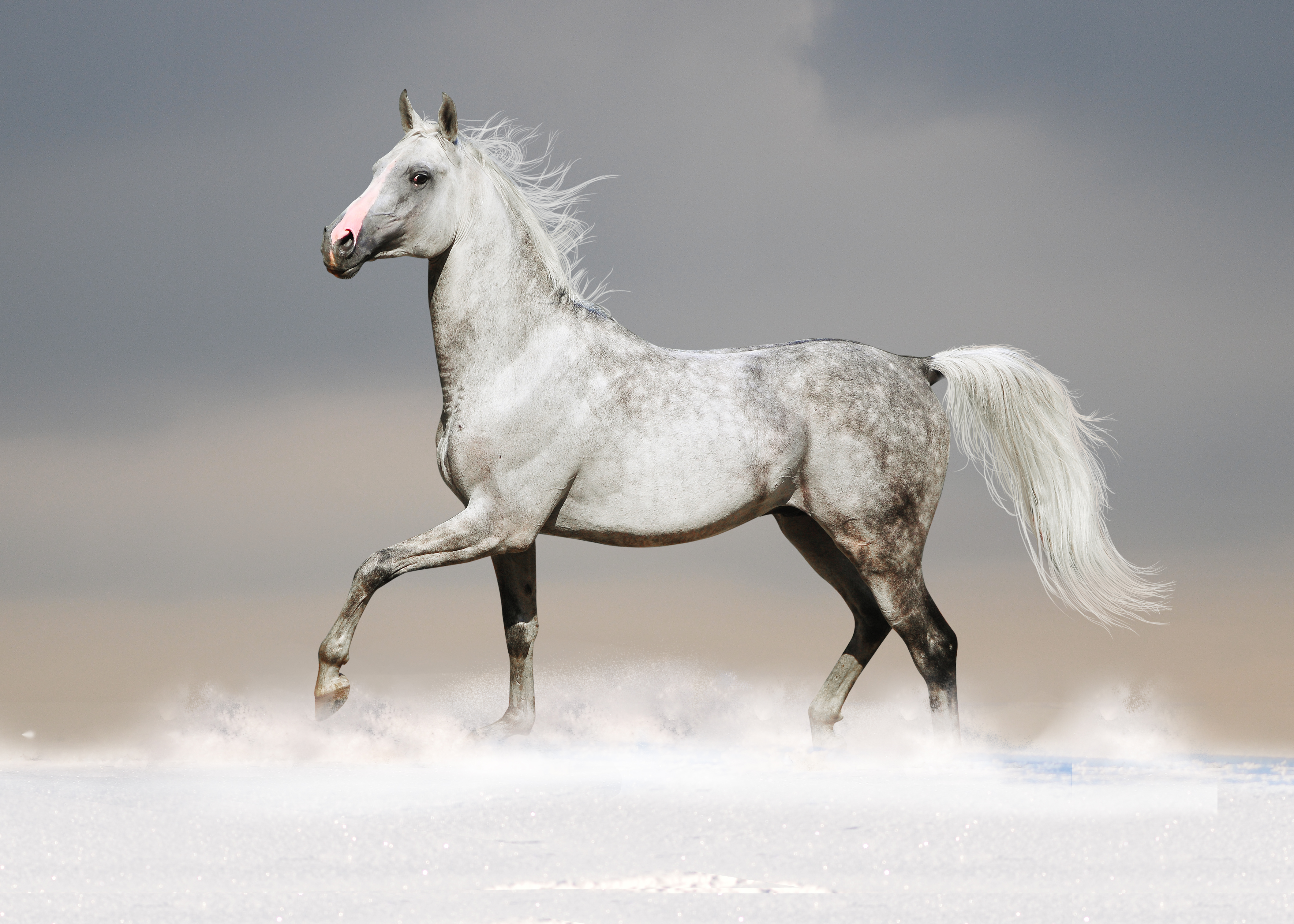 خمسة إرشادات لتقليل خوف الخيول