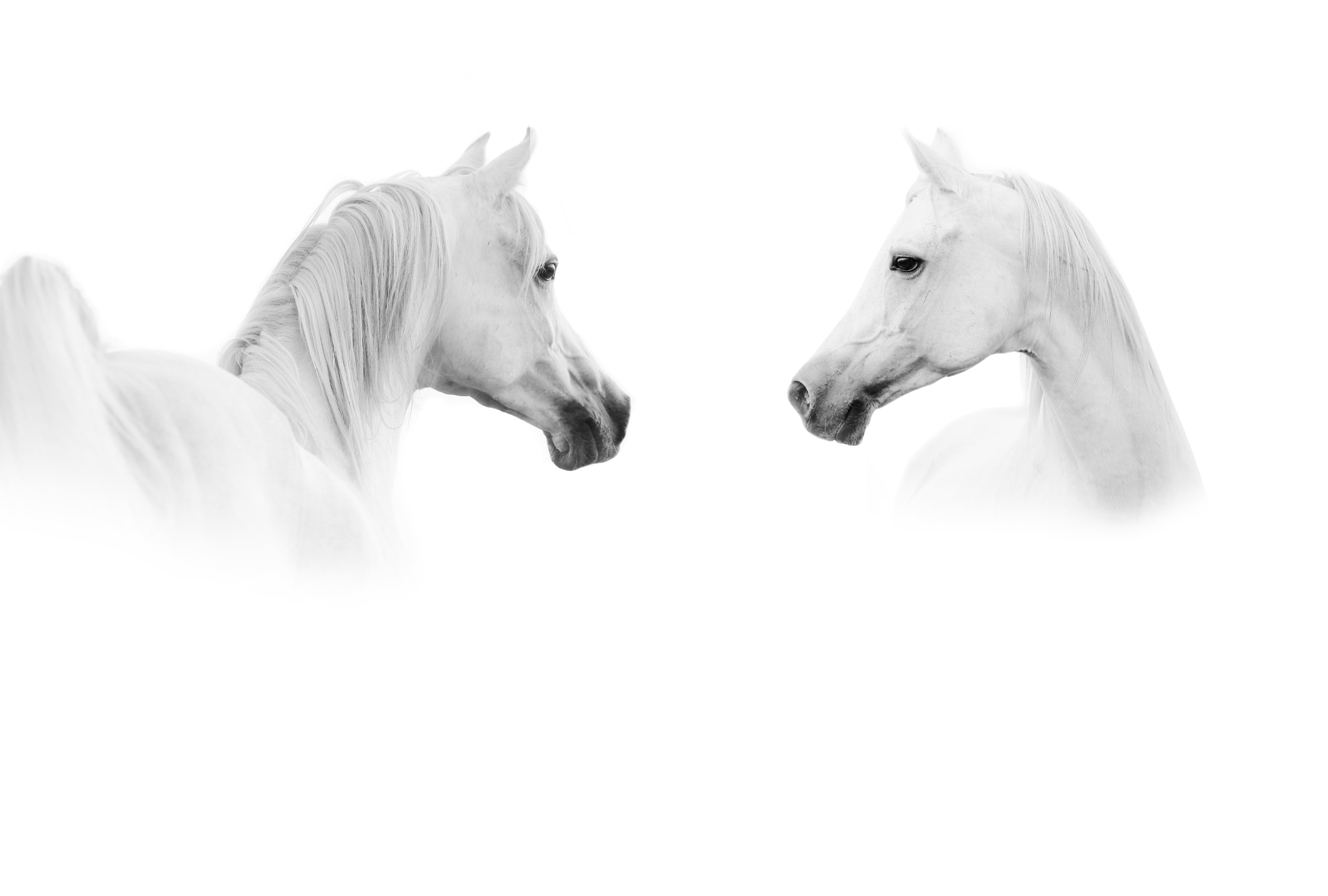 إنفلونزا الخيول