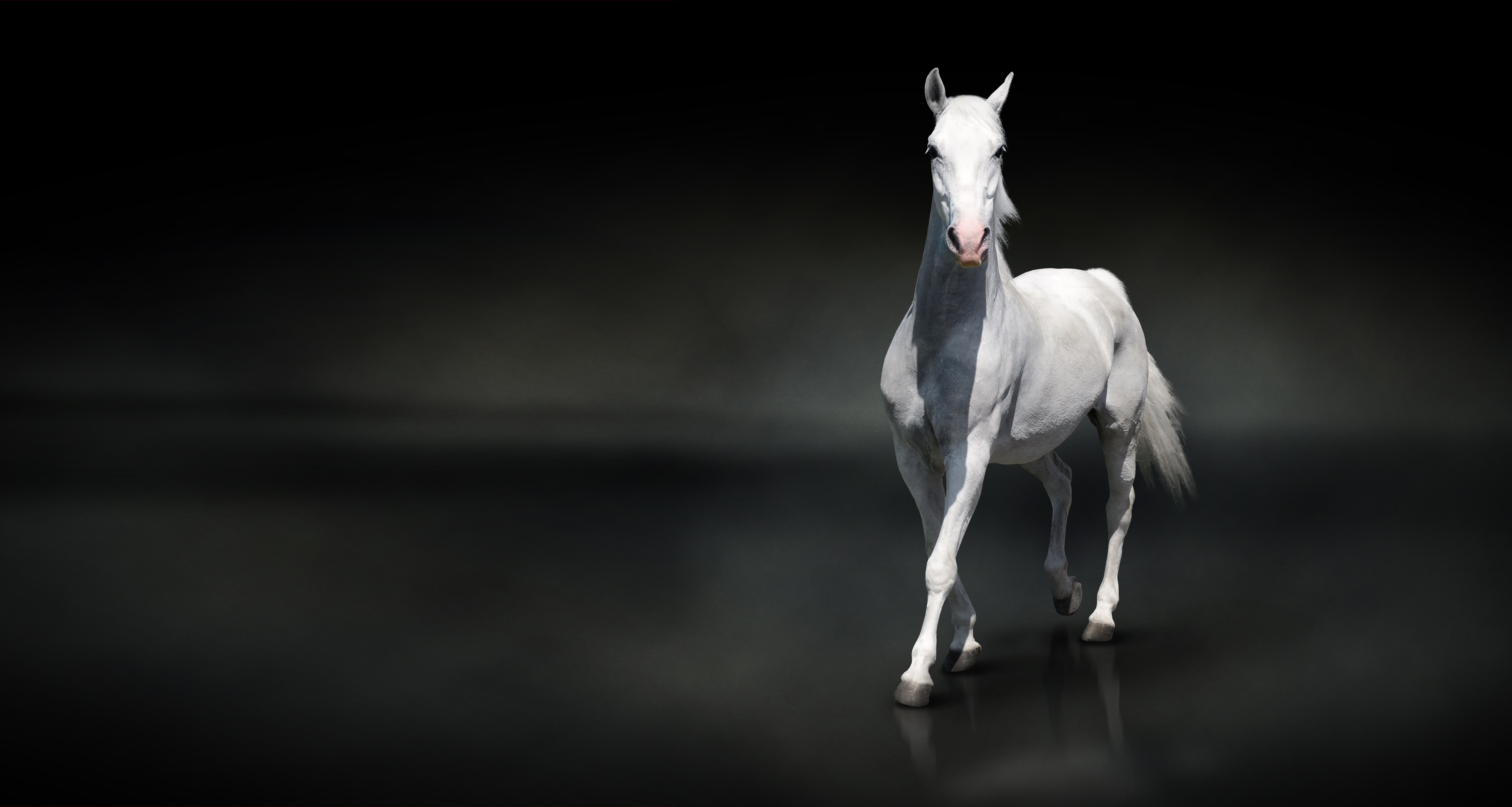 خمس نصائح إذا ما كنت ترغب في شراء خيل مسن