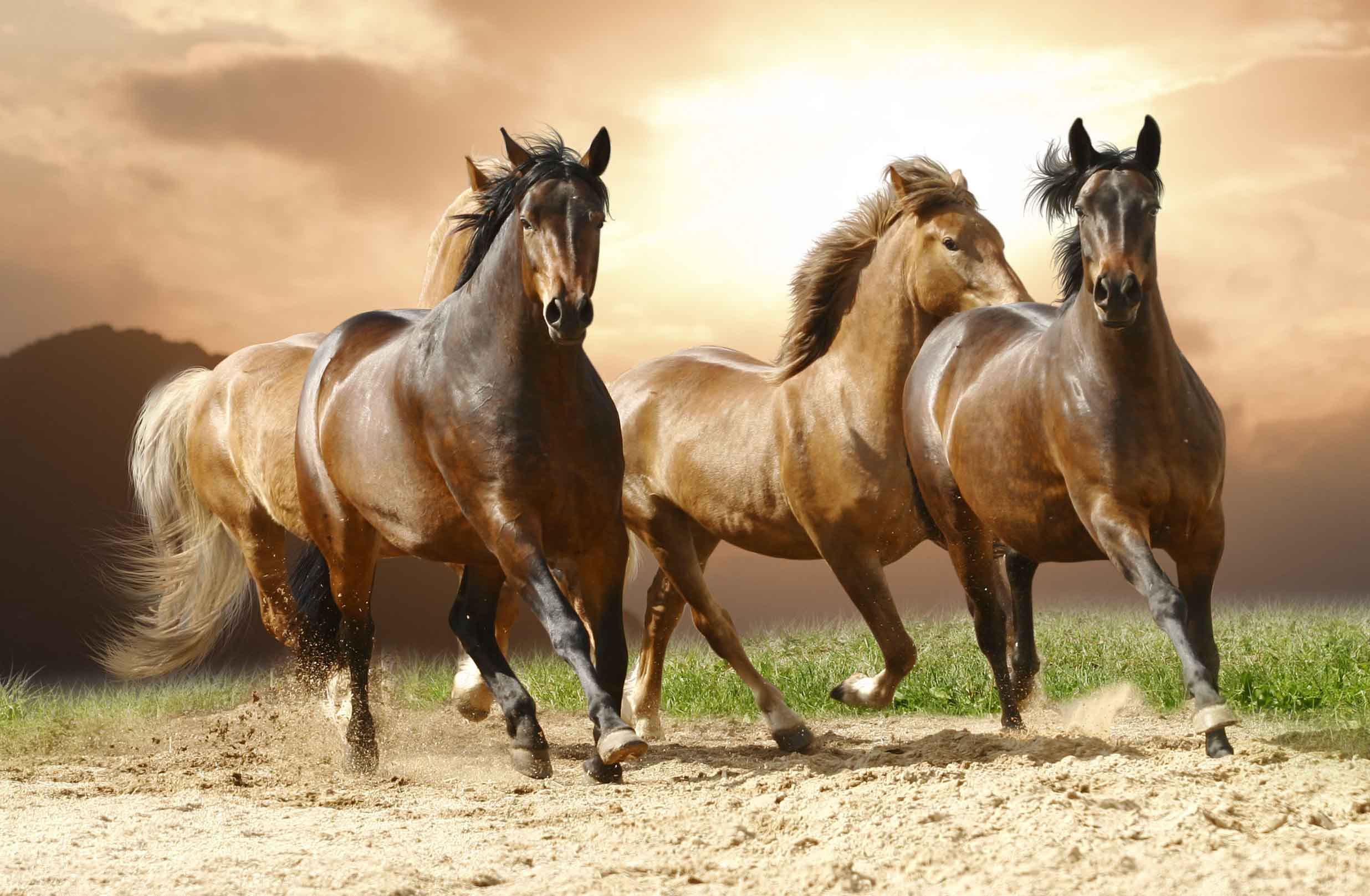 الخيول ذات العلامات التجارية