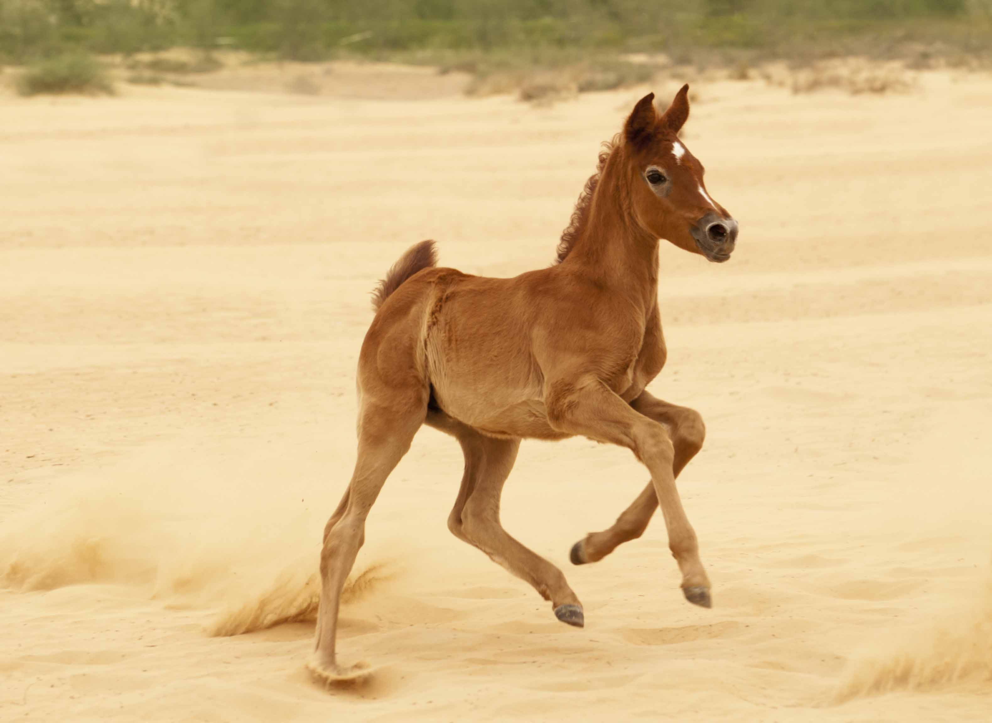 إمتطاء الأحصنة الشابة