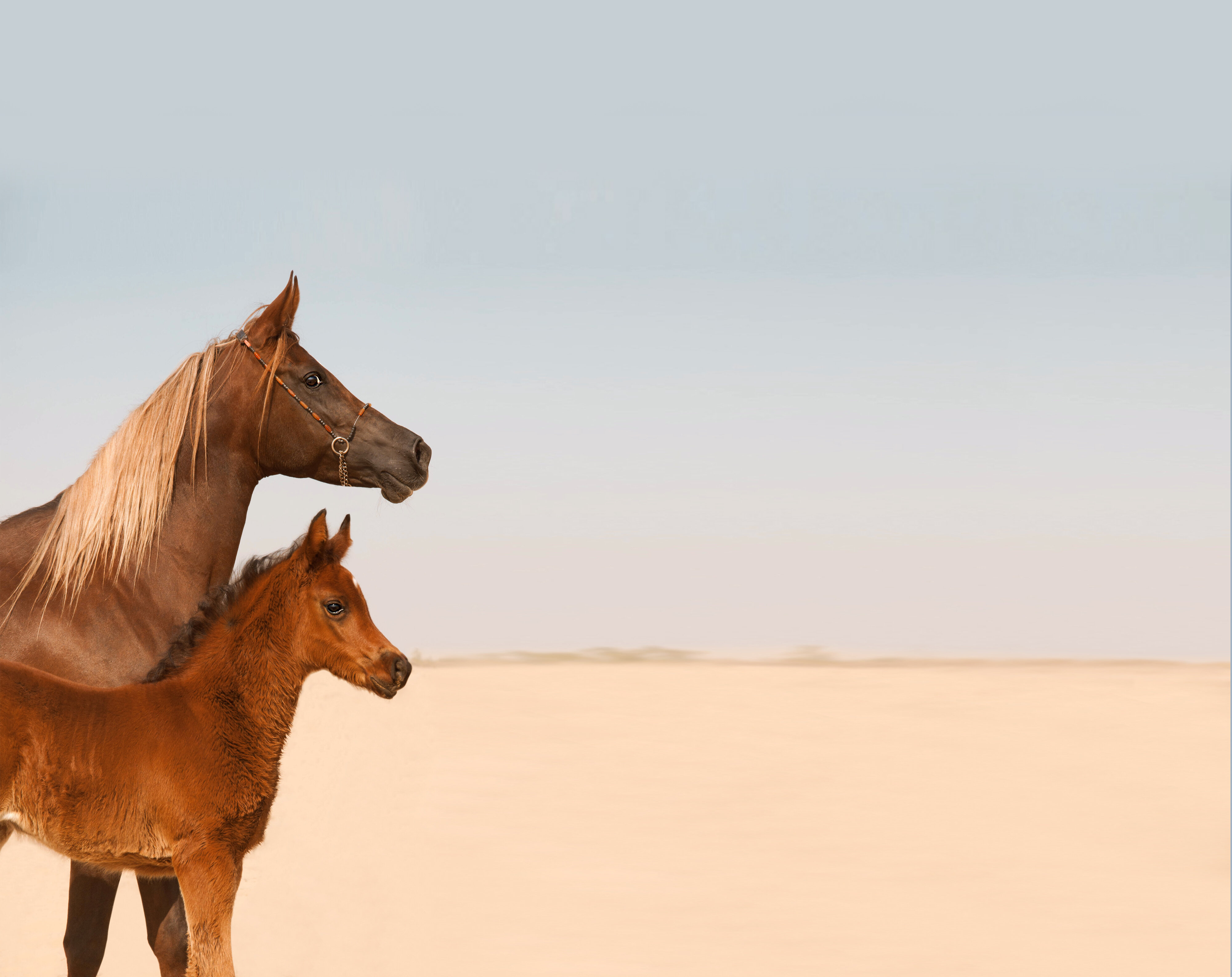 ولادة الفرس للمهرة مريحة تماما وخالية من التوتر...