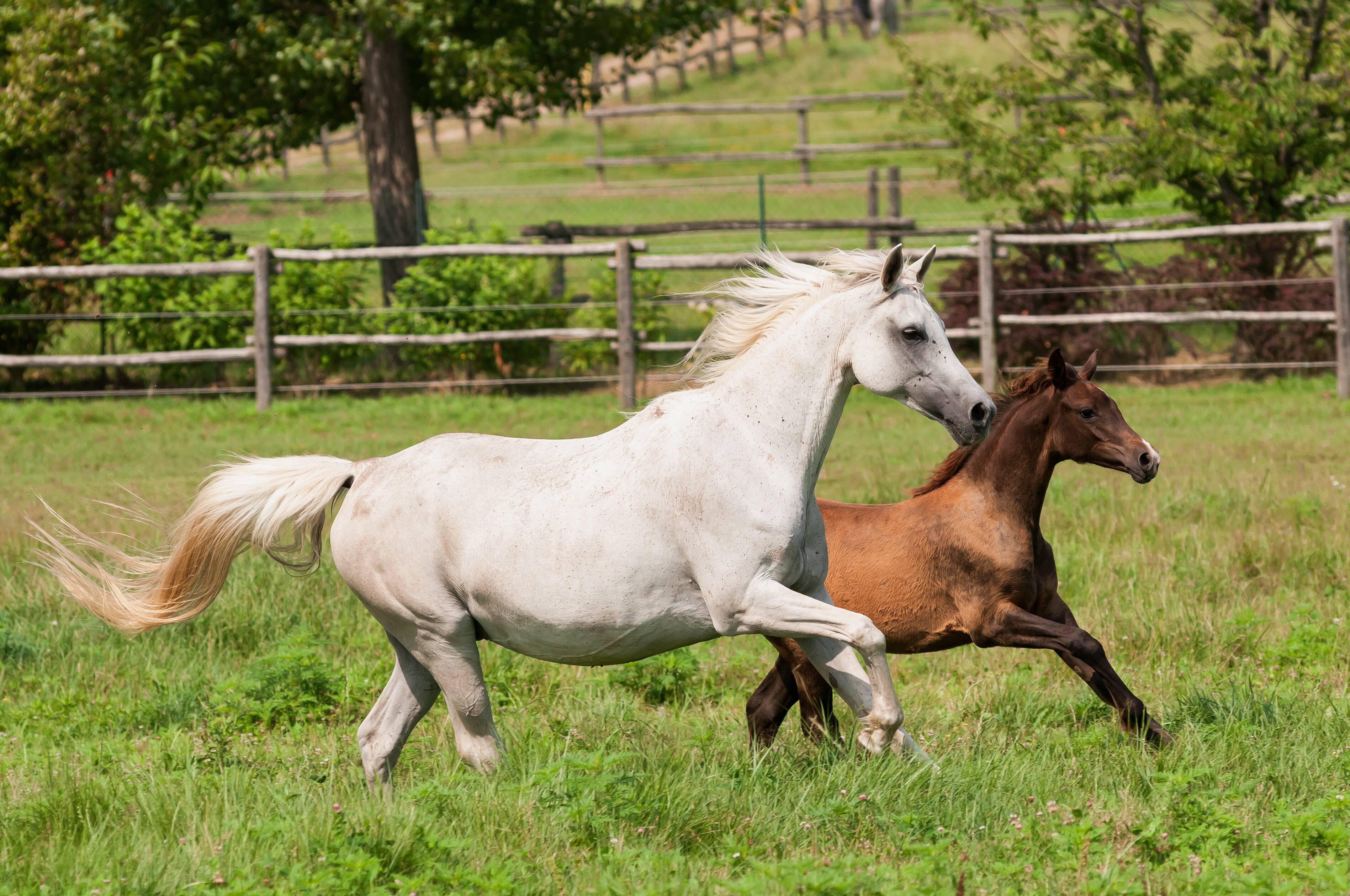دراسة علمية تكشف إمكانية تكاثر الخيول العربية الأصيلة بالموجات فوق الصوتية