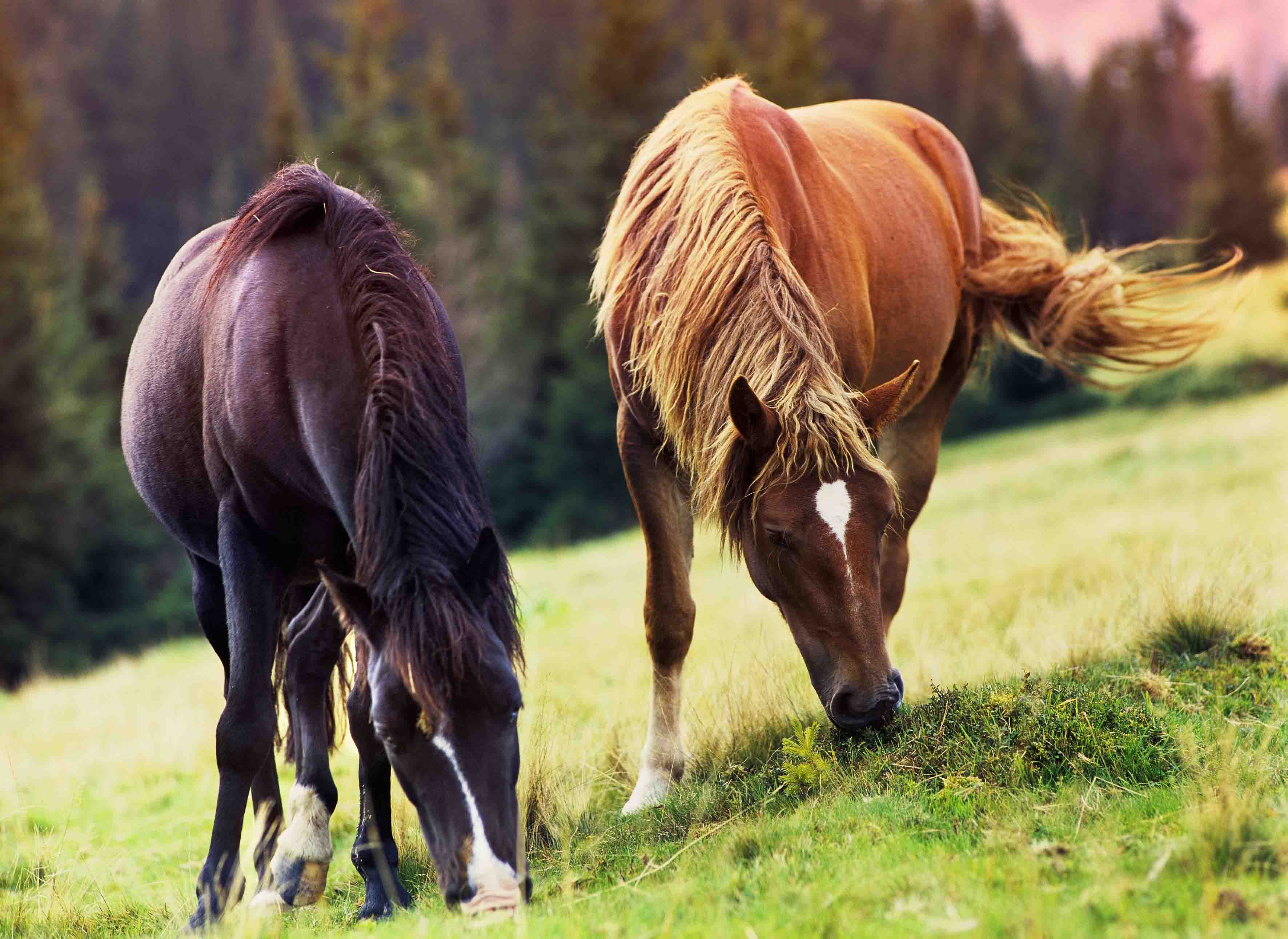 الحمل عند الخيل ومساعدتها لتفادي الاجهاض