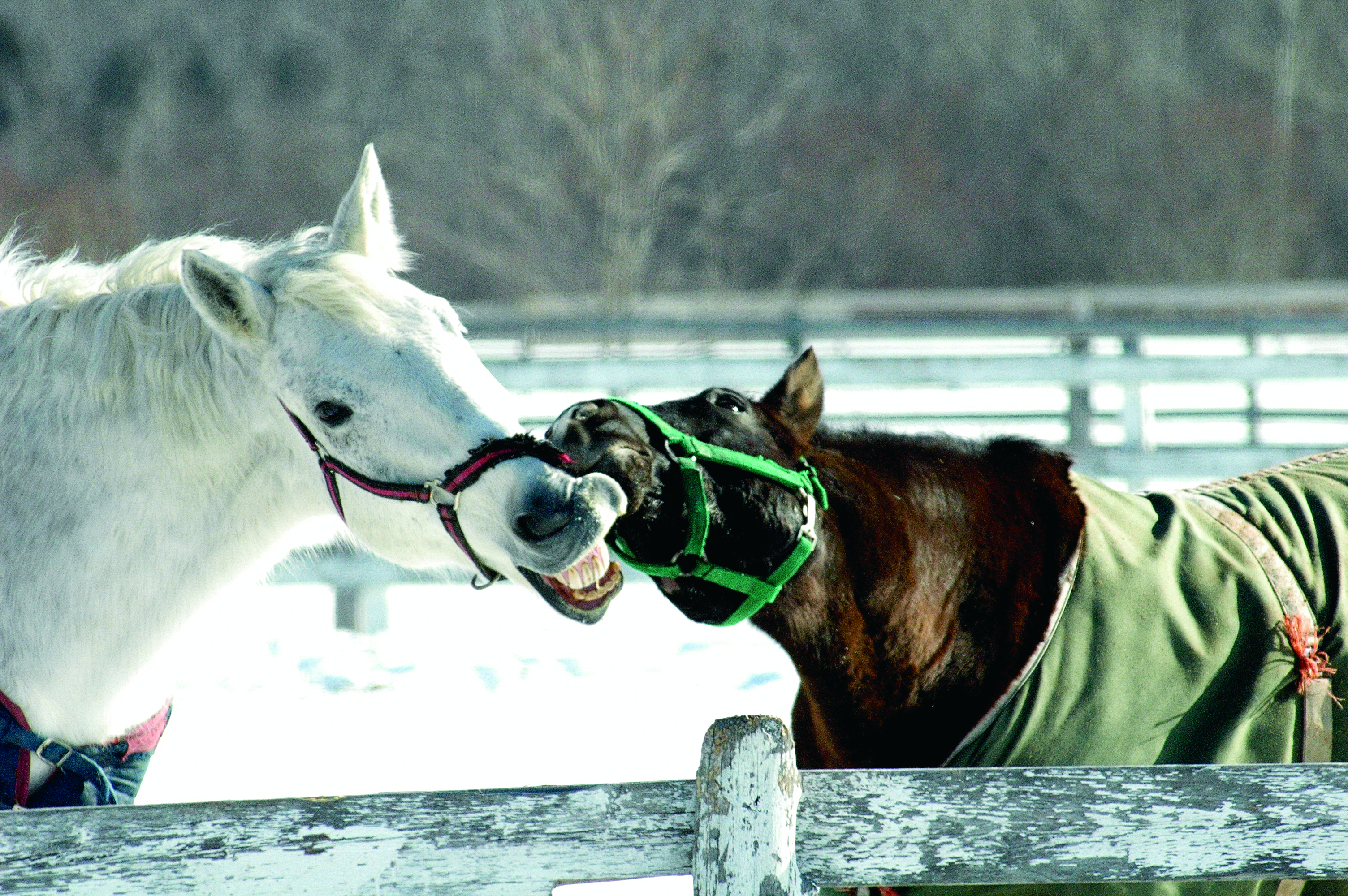 لغة الجسد لدى الخيول والتفاعلات البشرية