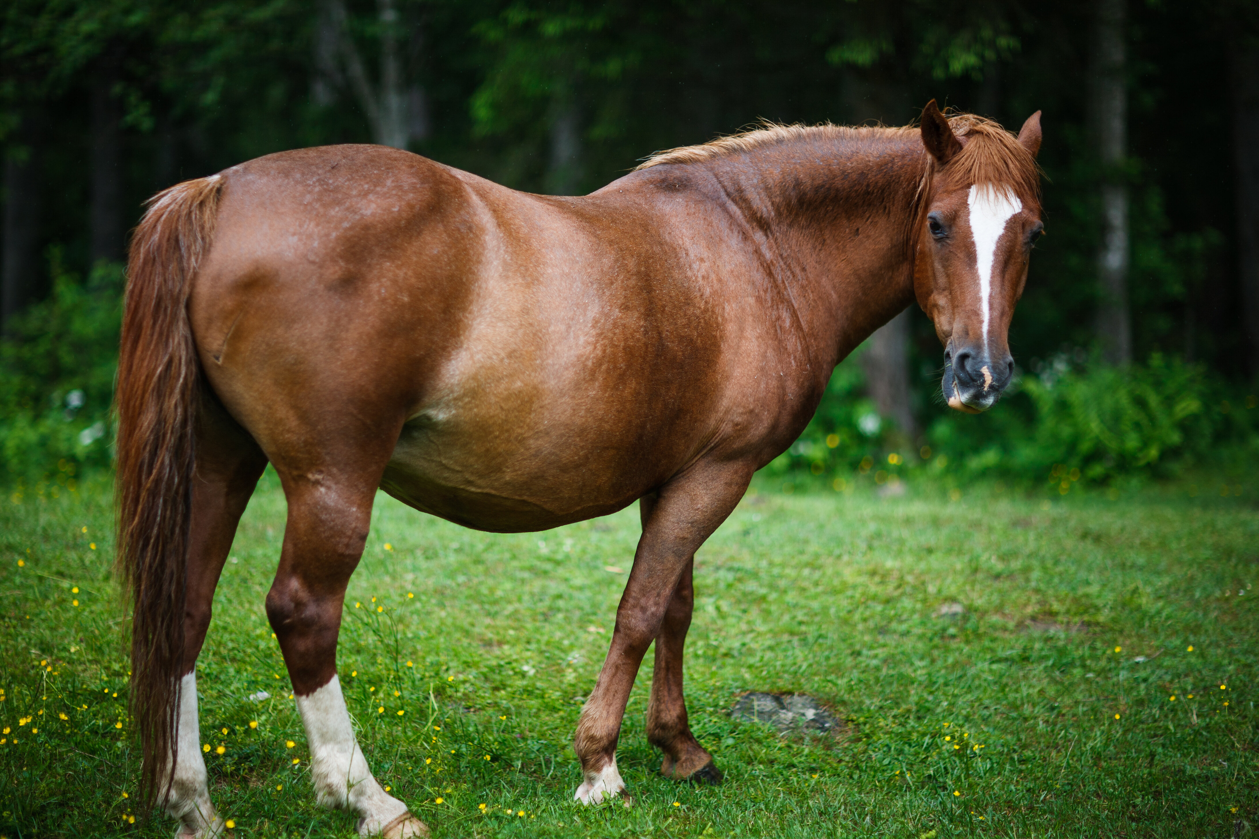 عسر الولادة عند الخيل