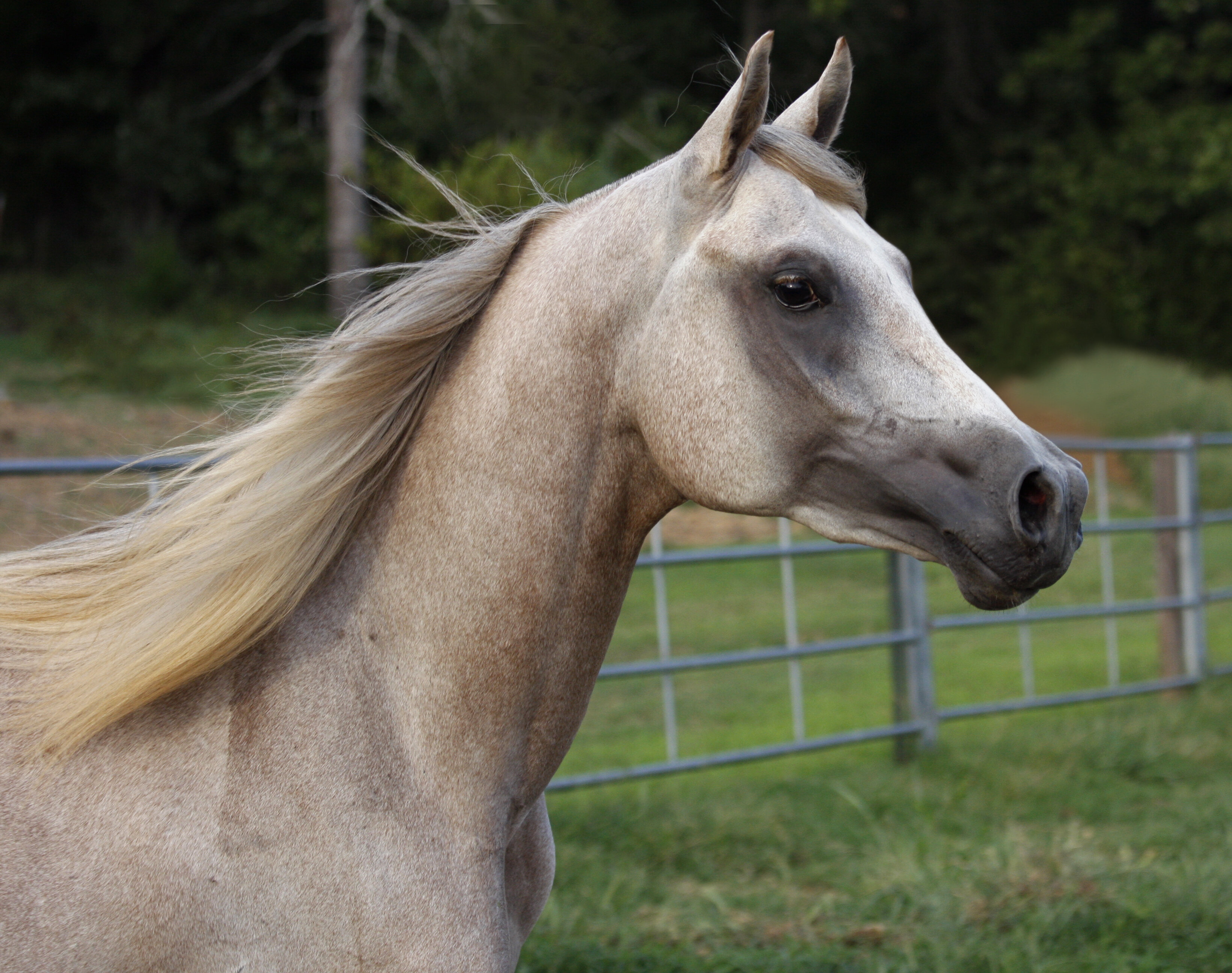 كيفية تقدير عمر الخيل