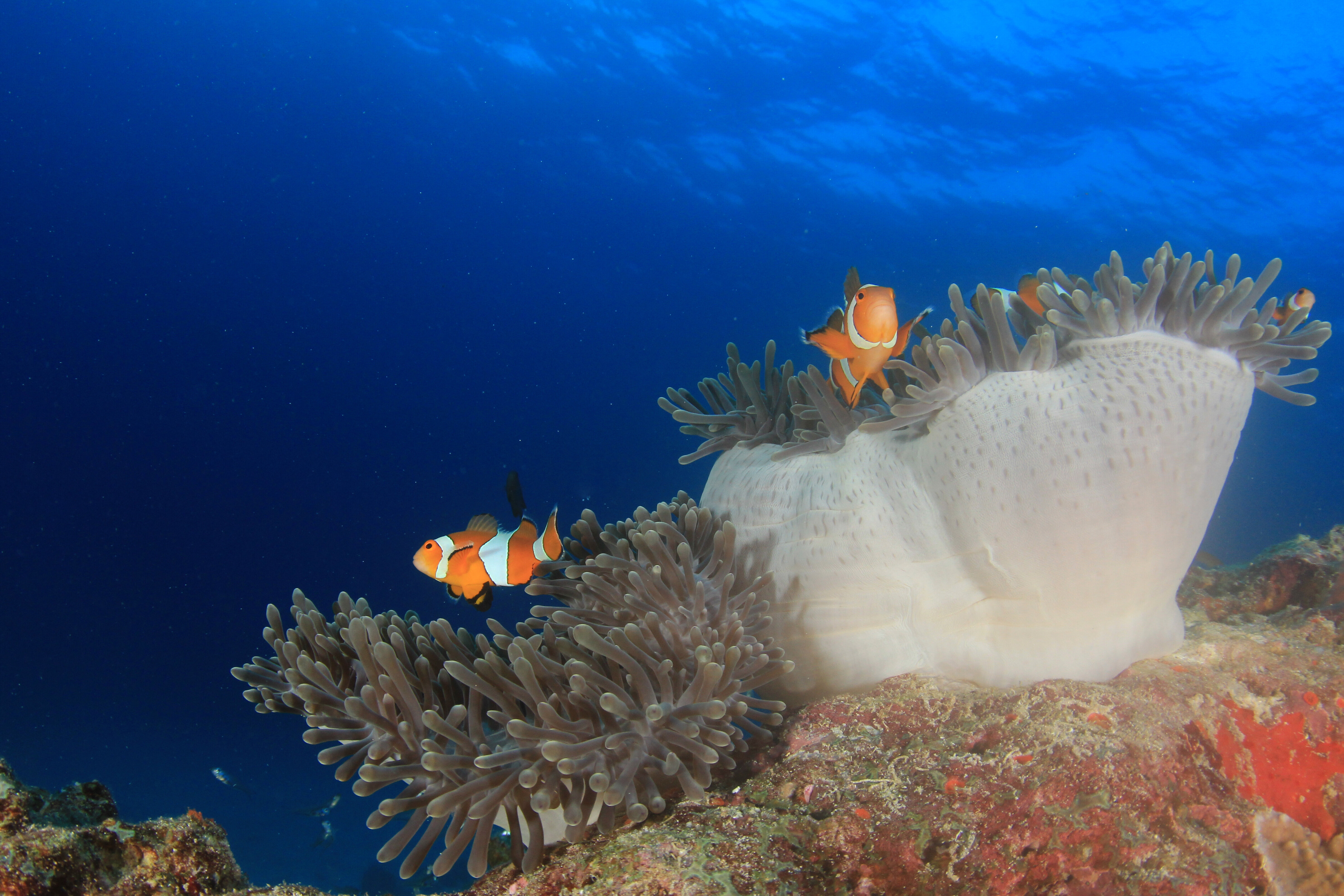 رحلة عالم البحار