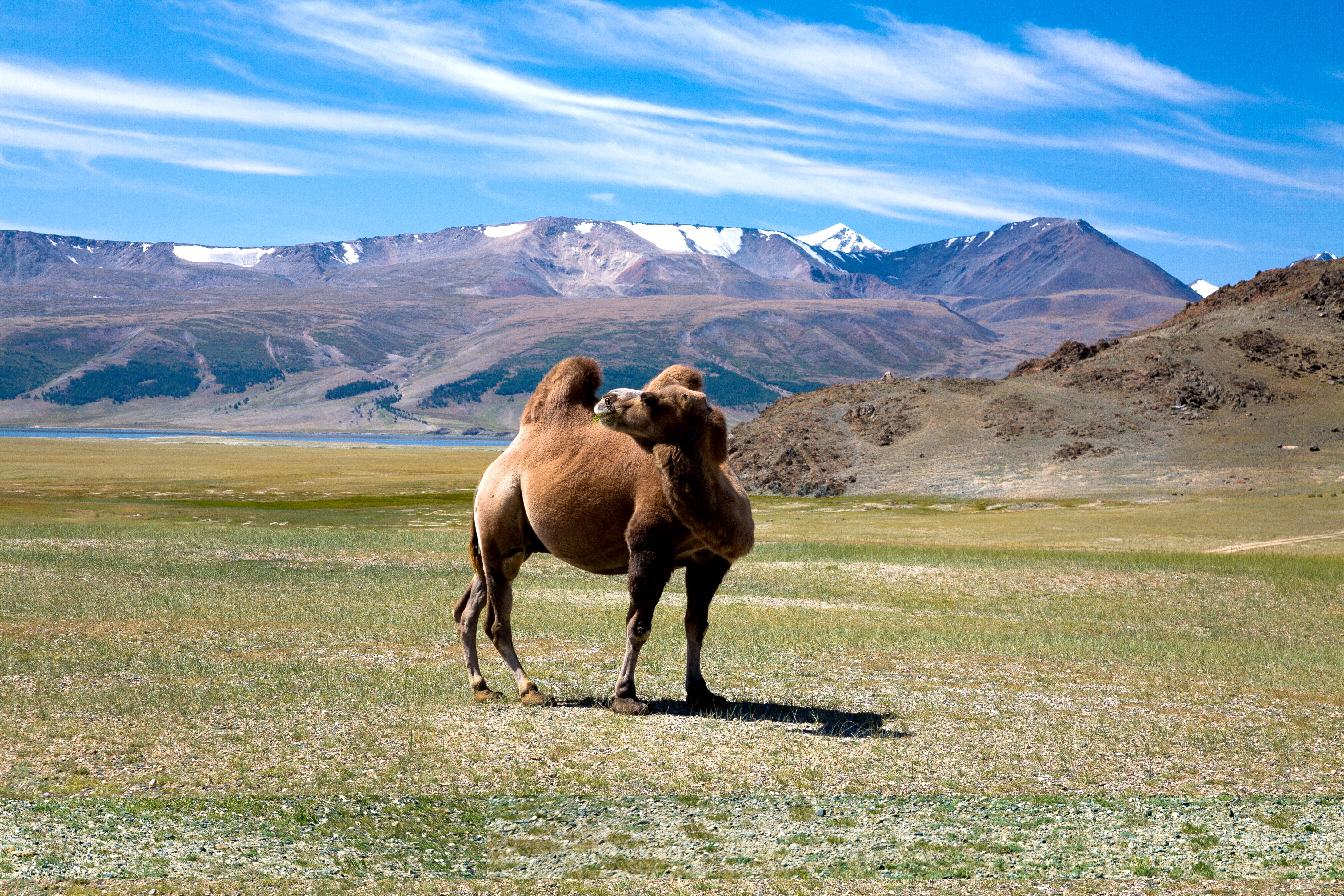 الخيل والإبل مصدر للعيش في منغوليا