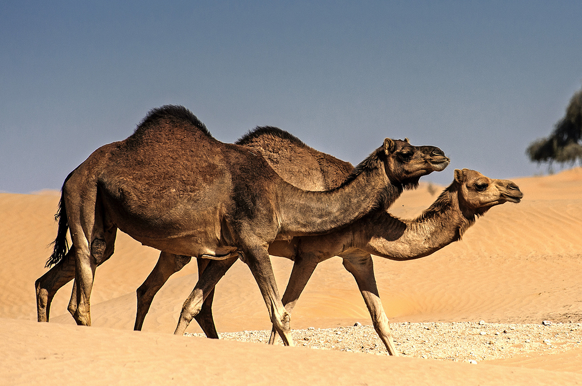 الإبل ومكانتها في الصحراء